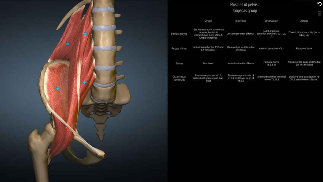 AnatomyLearning 3D OFFLINE – FULL UNLOCKED – 해부학 학습 3D 오프라인 – 전체 잠금 해제 (풀) 2.1 4