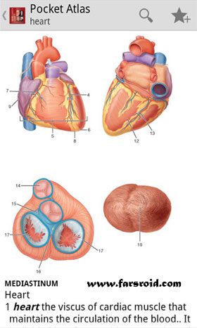 Atlas of Anatomy  – 해부학 아틀라스 4.3.059 2