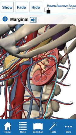 Human Anatomy Atlas  – 인체 해부학 아틀라스 (풀) 7.4.03 2