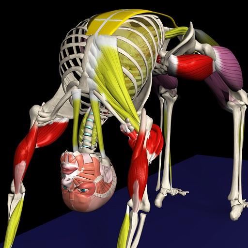 Yoga Anatomy - 요가 해부학 2.2.5 1 yoga by muscle motion logo
